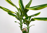 Dracena Golden Coast