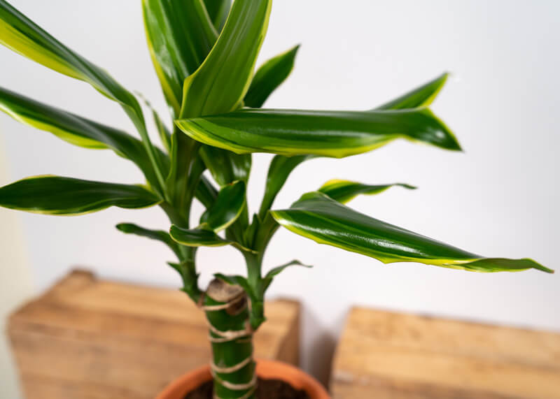 Dracena Golden Coast