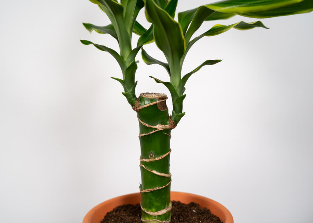 Dracena Golden Coast