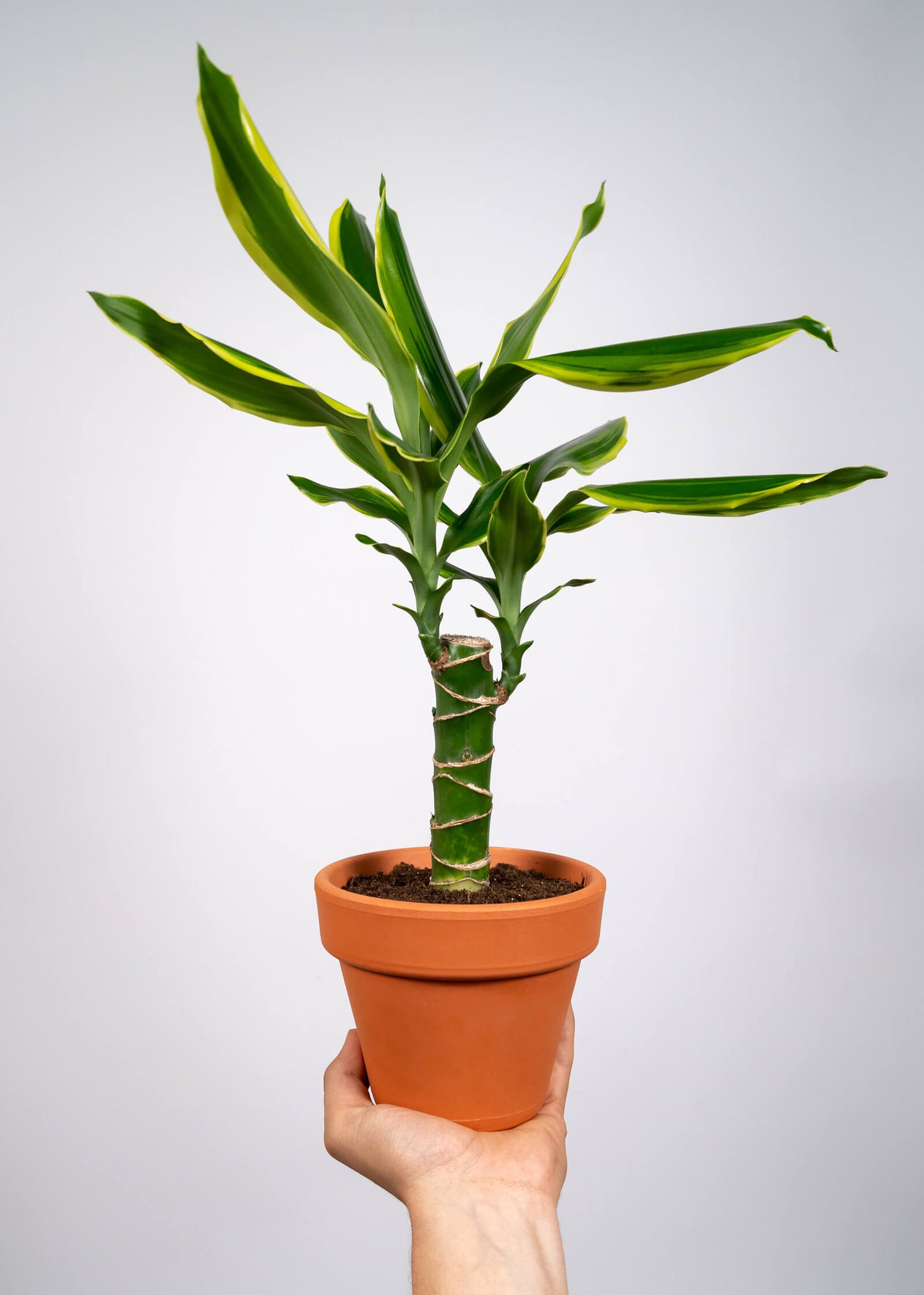 Dracena Golden Coast