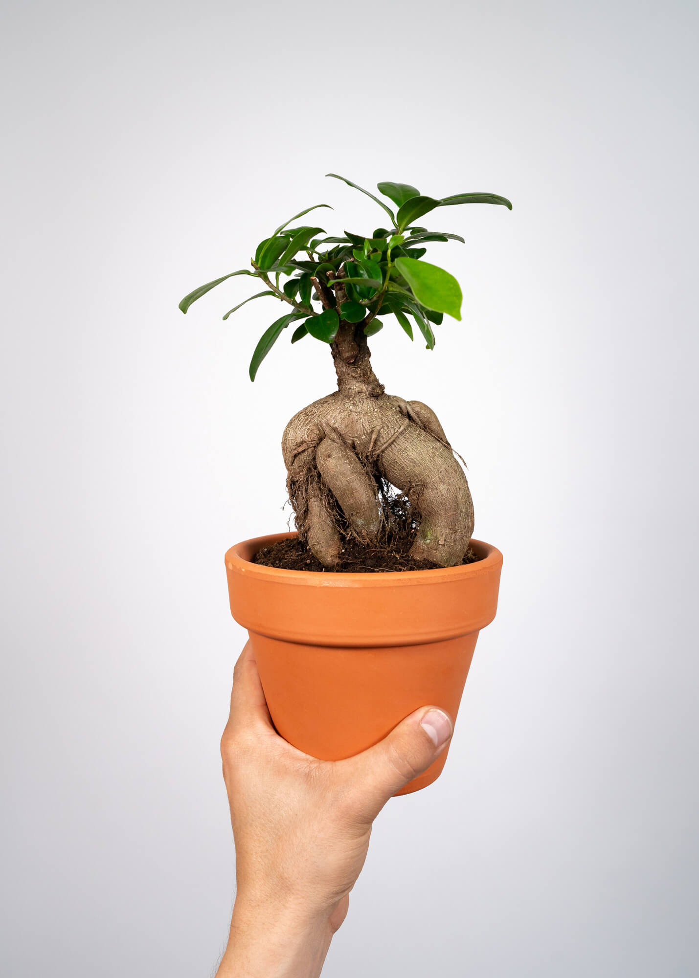 Ficus Bonsai Ginseng