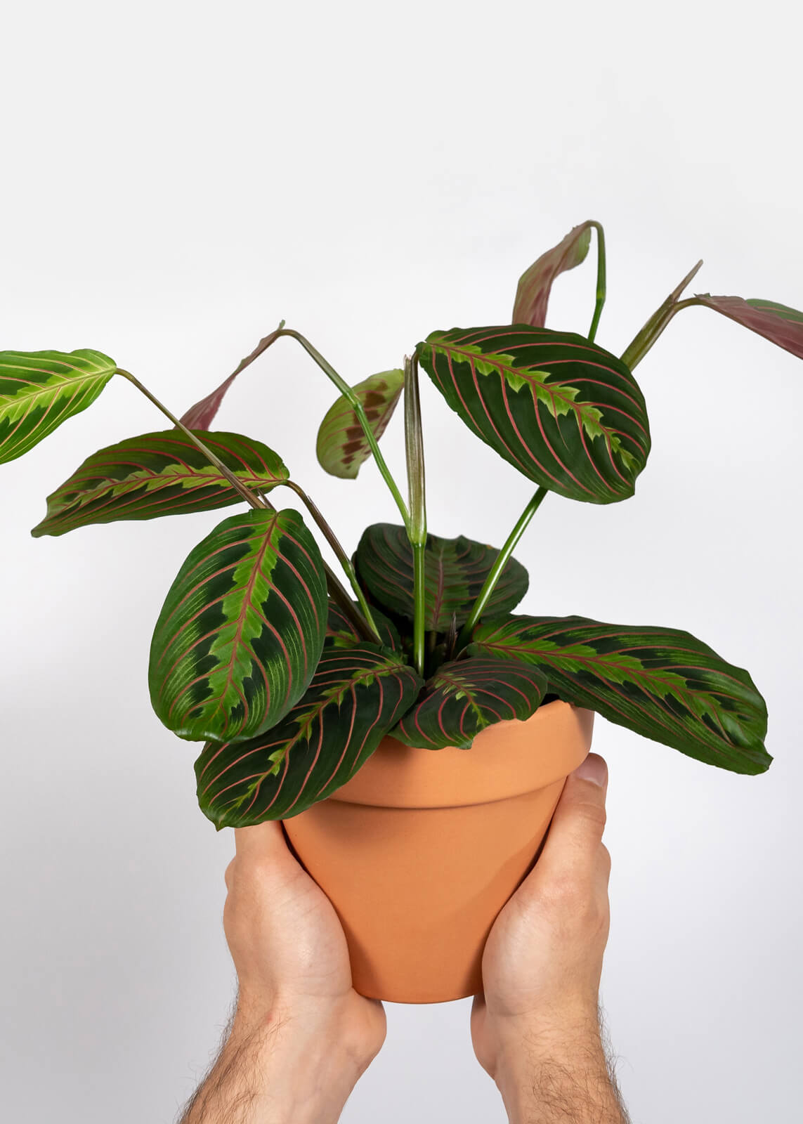 Maranta Fascinator Tricolor